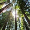 Arboretum 1