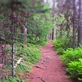 Follow Me