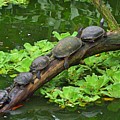 Follow the Leader